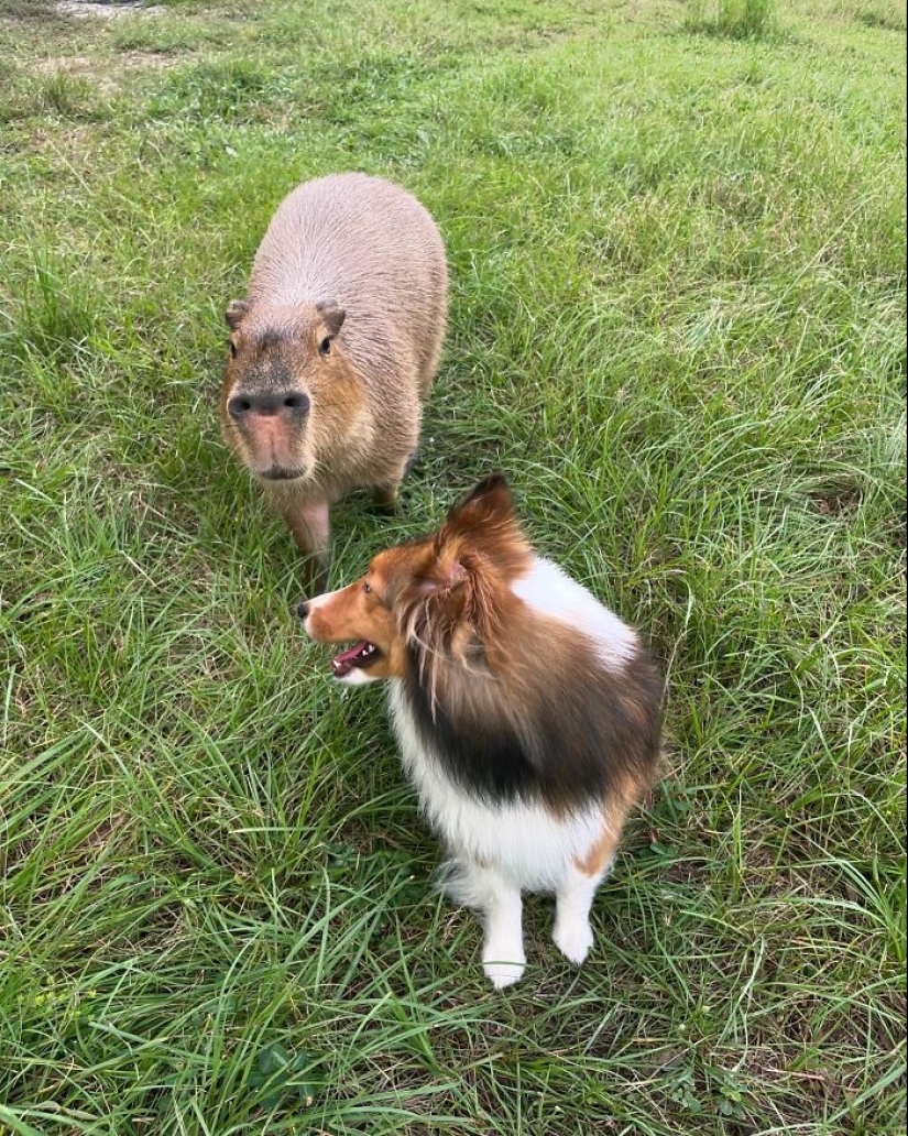 This Astoundingly Adorable Capybara Named Pumpkin Is Melting Hearts All Over The Internet This Astoundingly Adorable Capybara Named Pumpkin Is Melting Hearts All Over The Internet