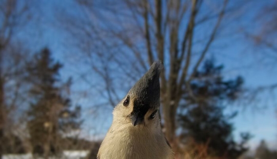 This Curious Woman Installed A Bird Feeder Camera To See Who Stopped By This Curious Woman Installed A Bird Feeder Camera To See Who Stopped By