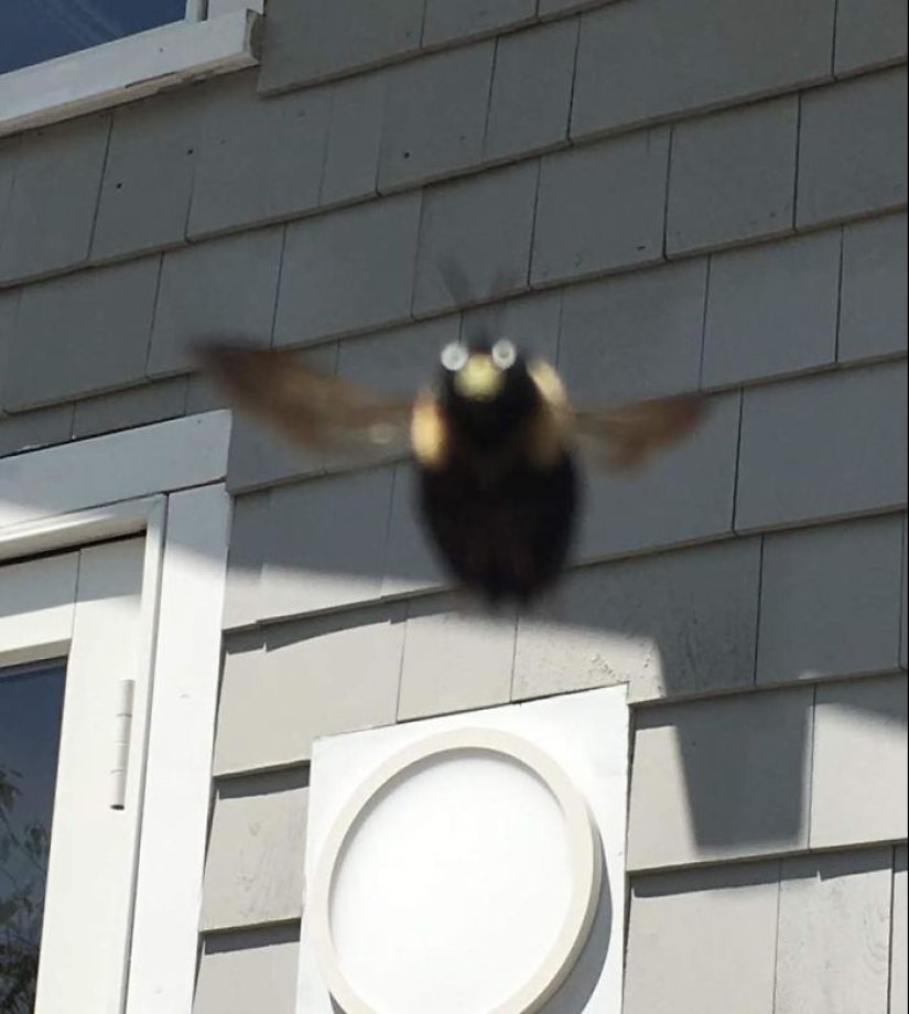 This Facebook Group Is Dedicated To Wildlife Photos That Are So Bad They’re Good
