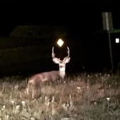 This Facebook Group Is Dedicated To Wildlife Photos That Are So Bad They’re Good