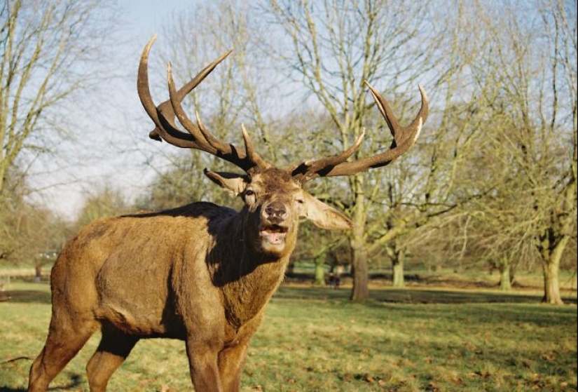 This Facebook Group Is Dedicated To Wildlife Photos That Are So Bad They’re Good