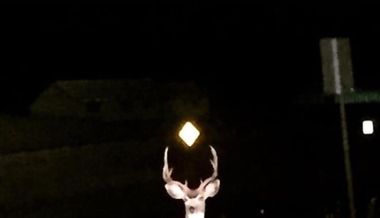 This Facebook Group Is Dedicated To Wildlife Photos That Are So Bad They’re Good This Facebook Group Is Dedicated To Wildlife Photos That Are So Bad They’re Good