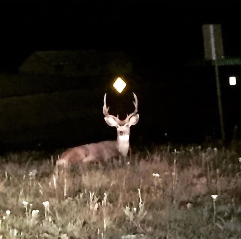 This Facebook Group Is Dedicated To Wildlife Photos That Are So Bad They’re Good