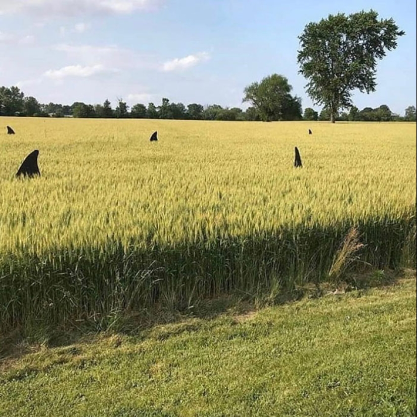 This IG Account Is For “Cursed Pics Only” And Here Are 10 Of The Most Baffling Ones This IG Account Is For “Cursed Pics Only” And Here Are 10 Of The Most Baffling Ones