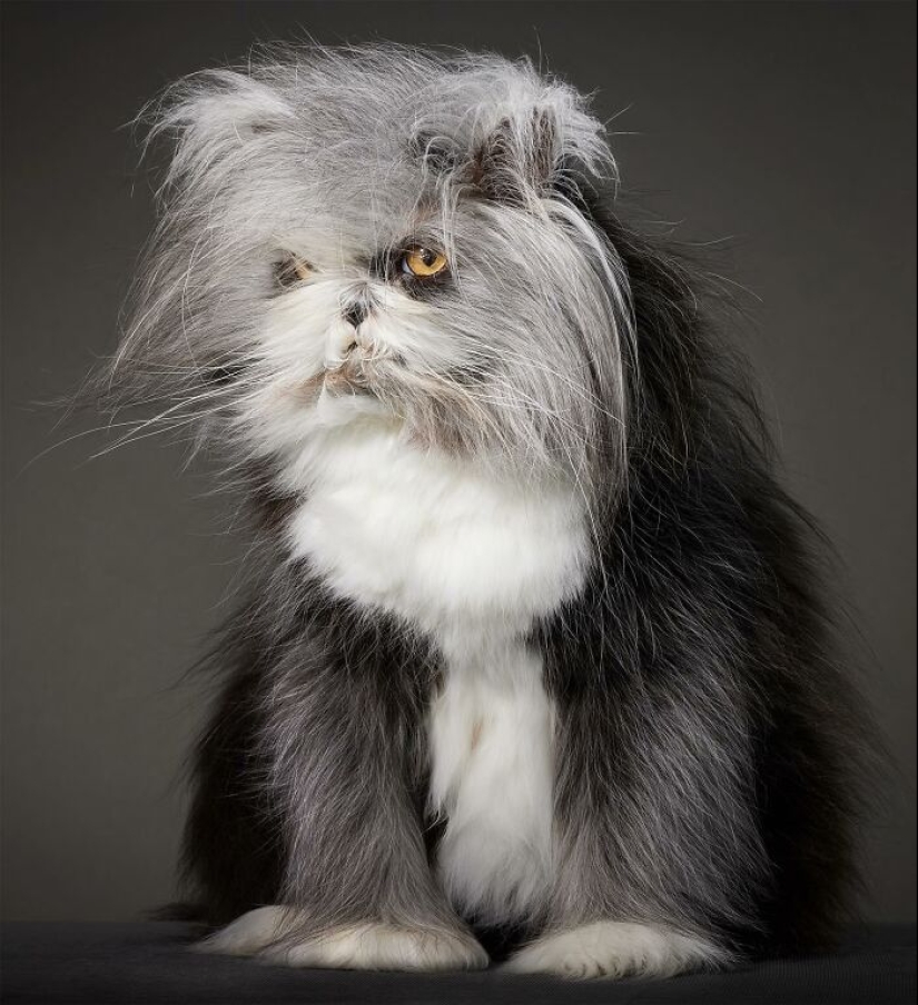 This Unique-Looking Cat Has Captured The Hearts Of Thousands Of People Worldwide
