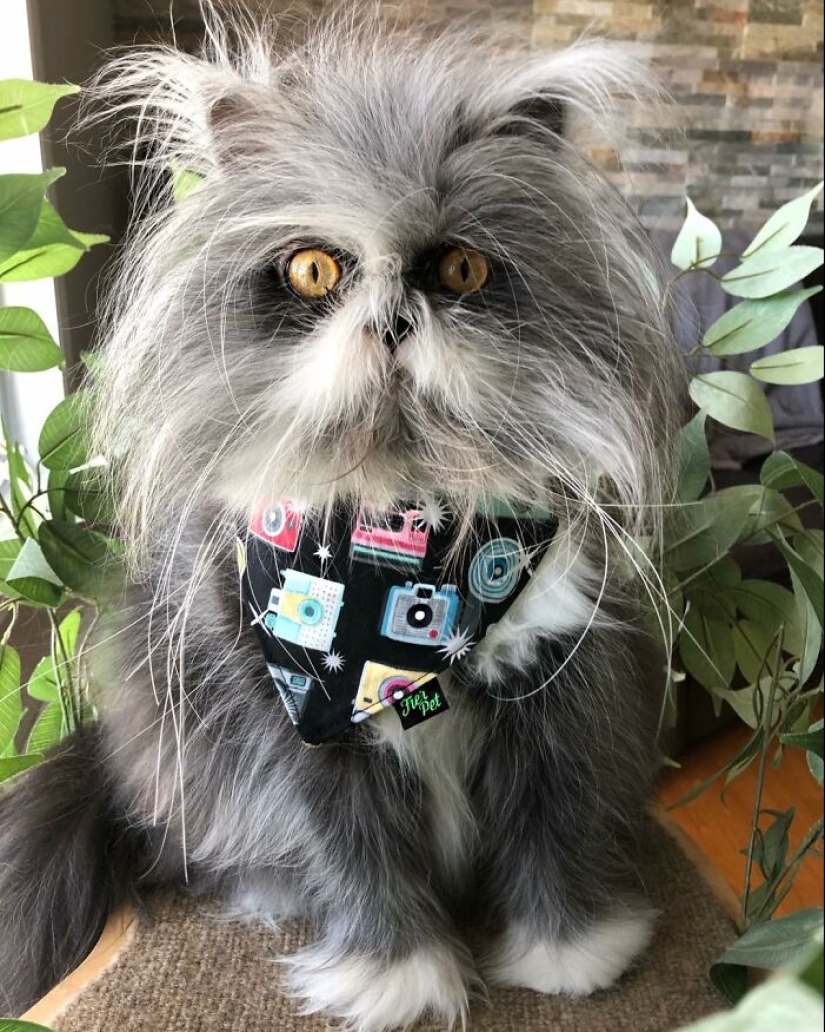 This Unique-Looking Cat Has Captured The Hearts Of Thousands Of People Worldwide