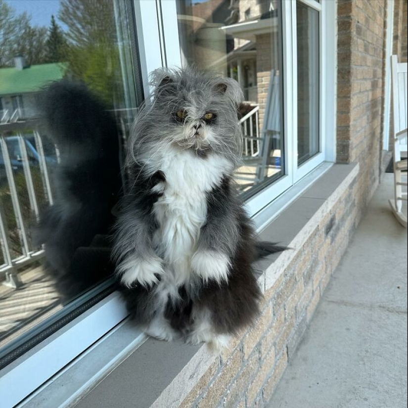 This Unique-Looking Cat Has Captured The Hearts Of Thousands Of People Worldwide