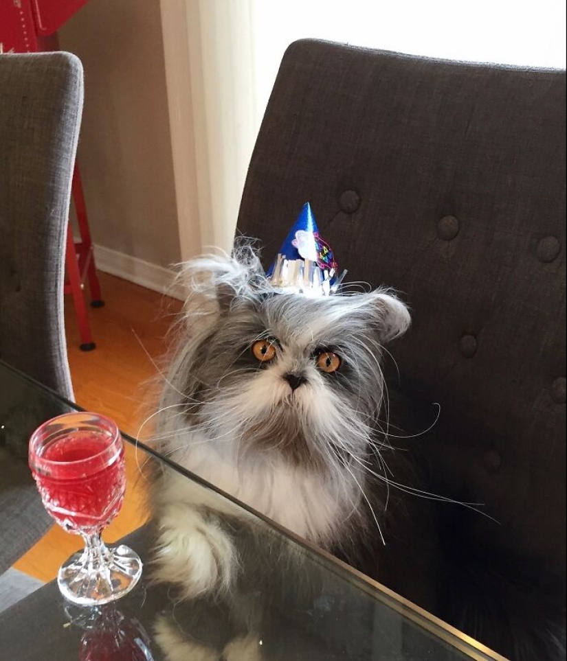 This Unique-Looking Cat Has Captured The Hearts Of Thousands Of People Worldwide