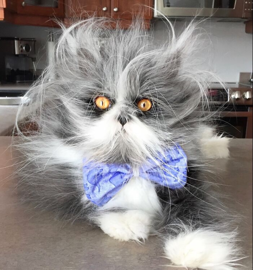This Unique-Looking Cat Has Captured The Hearts Of Thousands Of People Worldwide