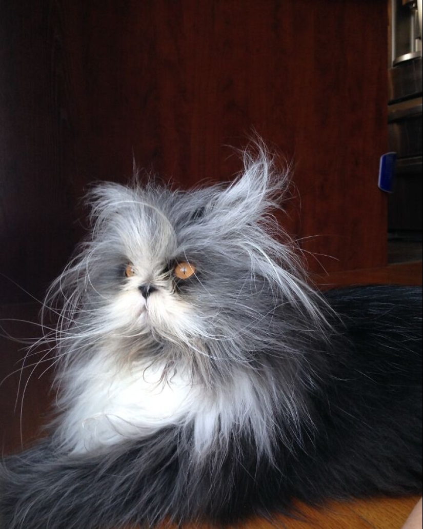 This Unique-Looking Cat Has Captured The Hearts Of Thousands Of People Worldwide