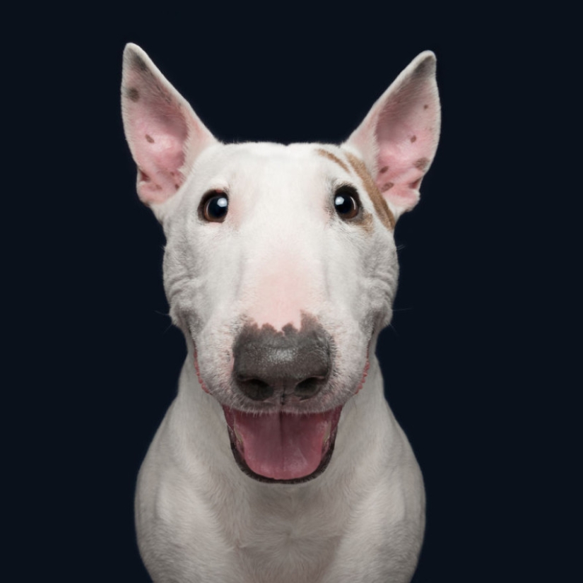 Todas las emociones en la cara: un proyecto sobre perros, el único Todas las emociones en la cara: un proyecto sobre perros, el único