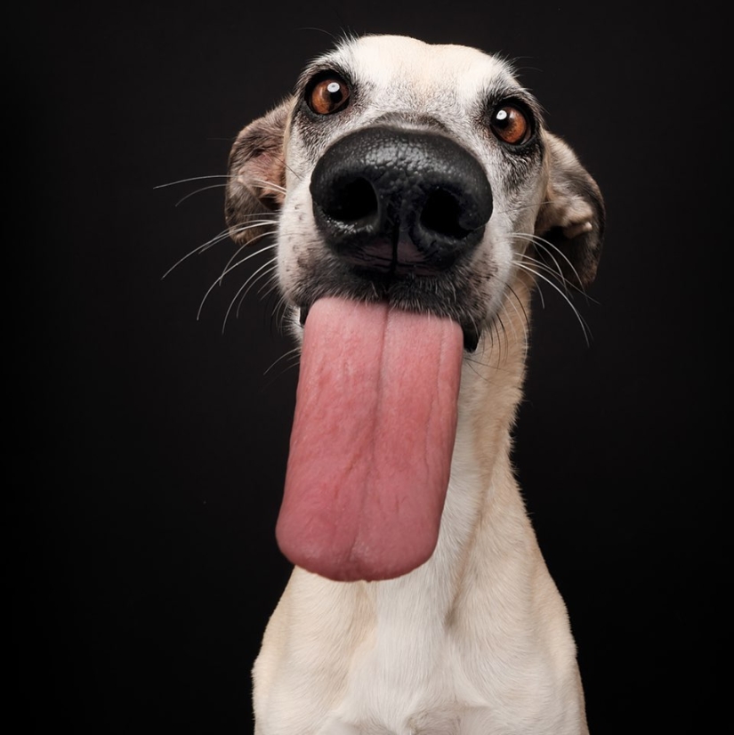 Todas las emociones en la cara: un proyecto sobre perros, el único Todas las emociones en la cara: un proyecto sobre perros, el único