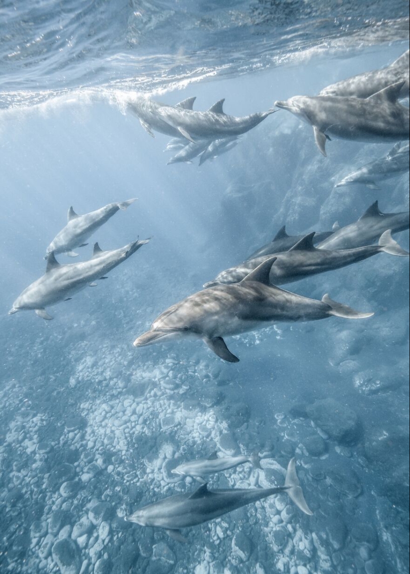 Tokyo International Photo Awards 2023: Capturing The Diverse Beauty Of Nature In 15 Winning Images