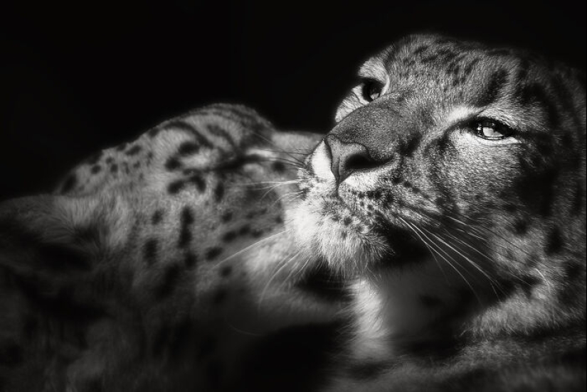 Tomé fotografías de animales mostrando cuidado y afecto entre sí.
