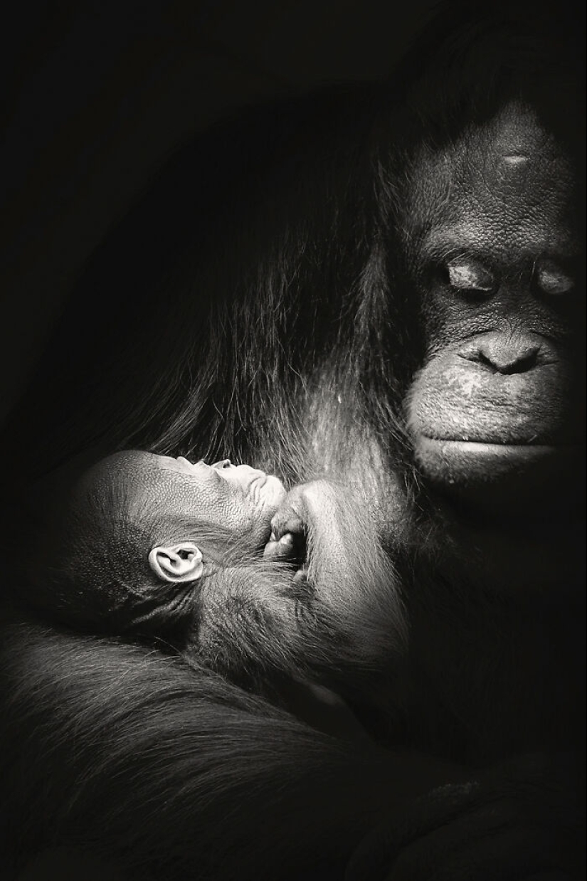 Tomé fotografías de animales mostrando cuidado y afecto entre sí.