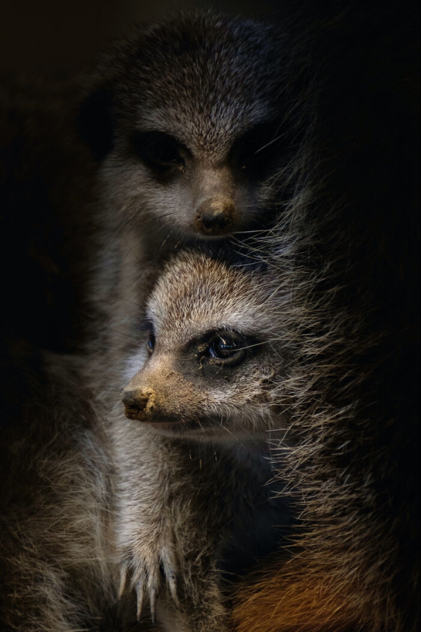 Tomé fotografías de animales mostrando cuidado y afecto entre sí.
