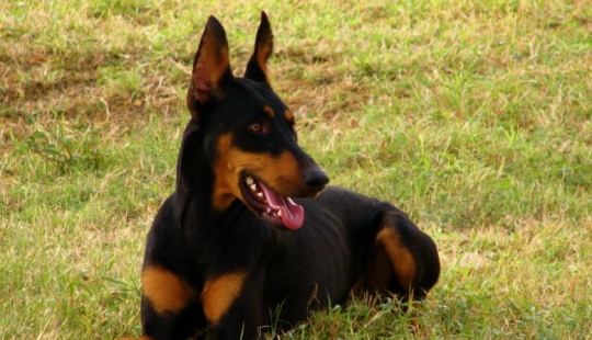 Top 10 Most Dangerous Dog Breeds In the World Top 10 Most Dangerous Dog Breeds In the World