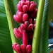 Top 10 Most rare and unusual varieties of bananas Top 10 Most rare and unusual varieties of bananas