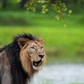 Top 10 Must-Visit Wildlife Photography Destinations in India Top 10 Must-Visit Wildlife Photography Destinations in India