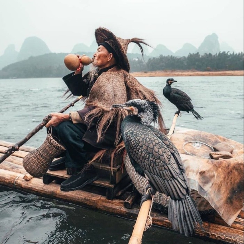 Traditional Chinese fishing with cormorants