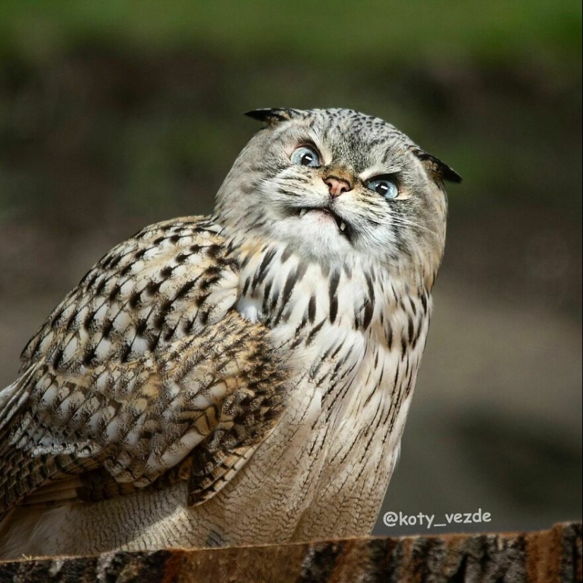 Un artista retoca caras de gato en casi todo con Photoshop y este es el resultado Un artista retoca caras de gato en casi todo con Photoshop y este es el resultado