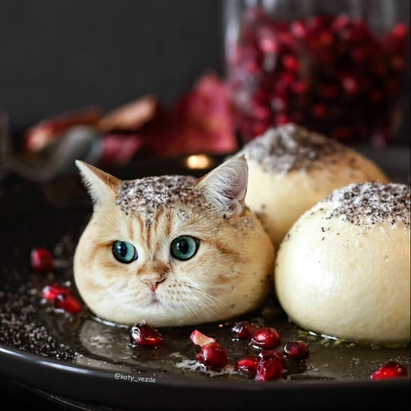 Un artista retoca caras de gato en casi todo con Photoshop y este es el resultado Un artista retoca caras de gato en casi todo con Photoshop y este es el resultado