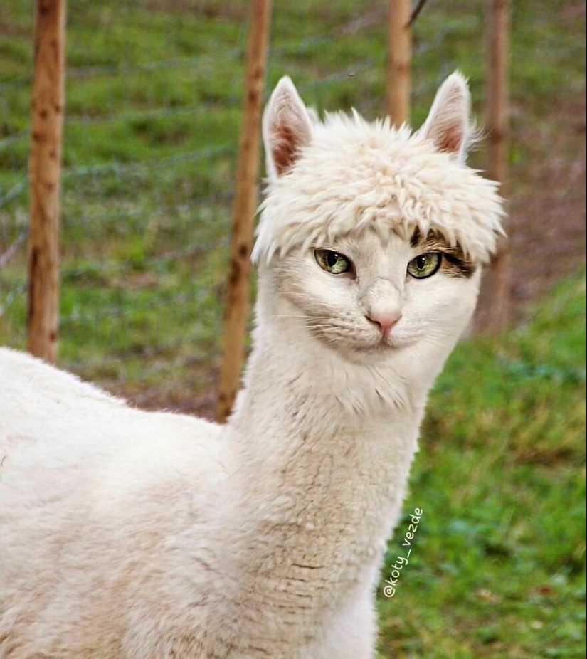 Un artista retoca caras de gato en casi todo con Photoshop y este es el resultado Un artista retoca caras de gato en casi todo con Photoshop y este es el resultado