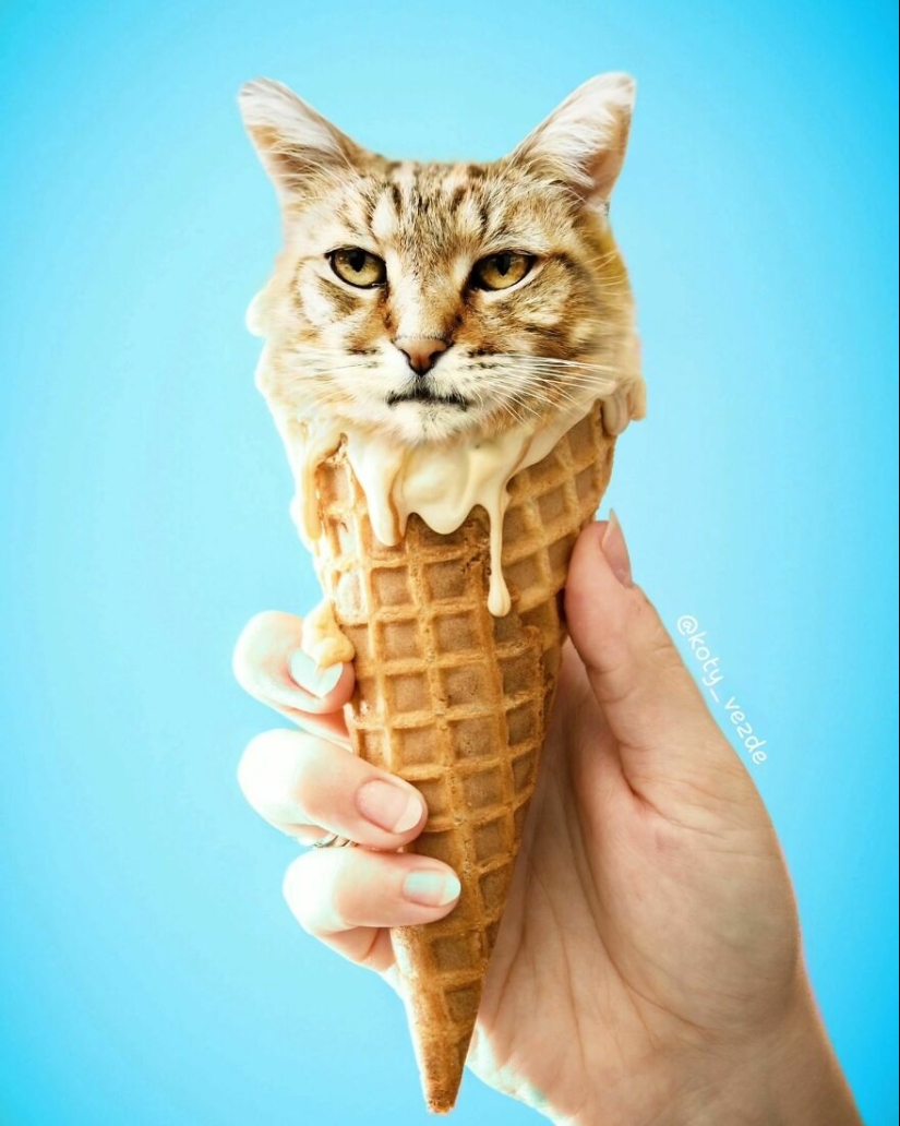 Un artista retoca caras de gato en casi todo con Photoshop y este es el resultado Un artista retoca caras de gato en casi todo con Photoshop y este es el resultado