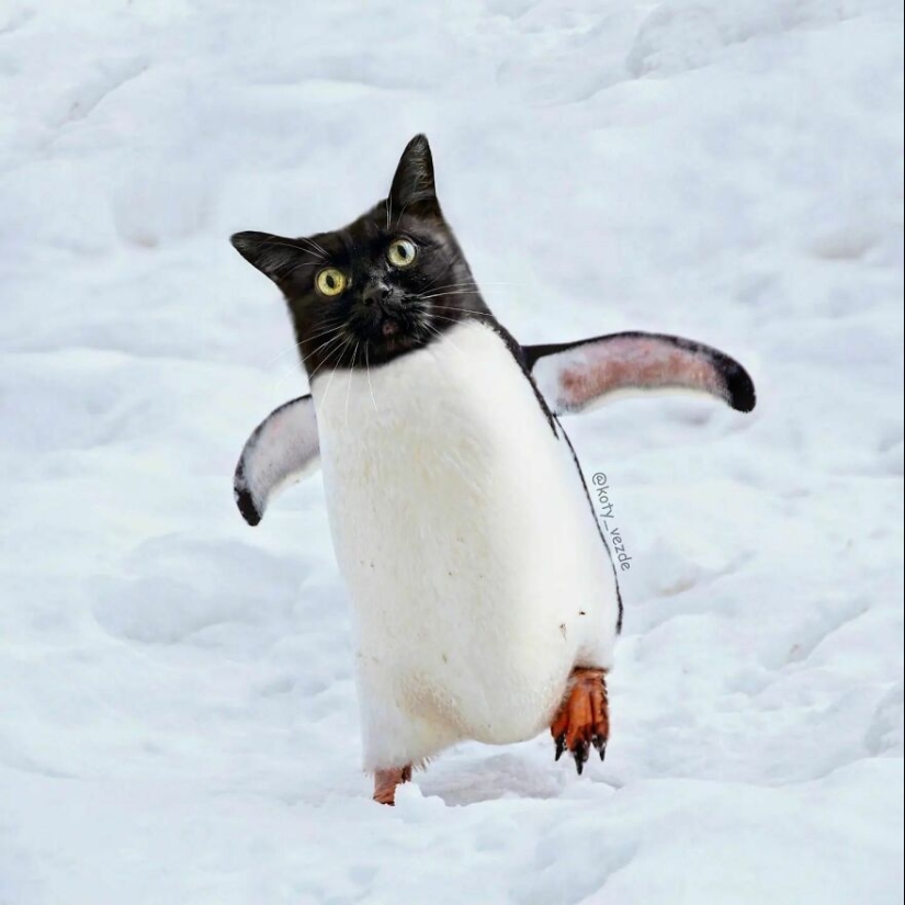 Un artista retoca caras de gato en casi todo con Photoshop y este es el resultado Un artista retoca caras de gato en casi todo con Photoshop y este es el resultado