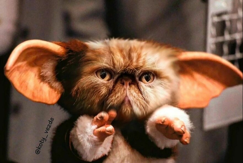 Un artista retoca caras de gato en casi todo con Photoshop y este es el resultado Un artista retoca caras de gato en casi todo con Photoshop y este es el resultado
