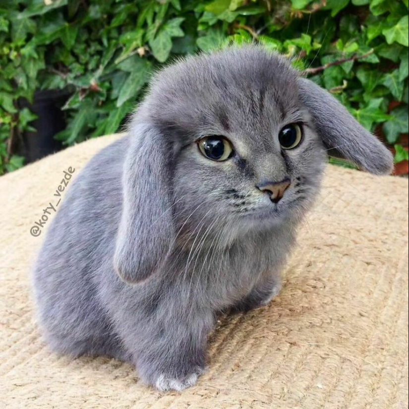 Un artista retoca caras de gato en casi todo con Photoshop y este es el resultado Un artista retoca caras de gato en casi todo con Photoshop y este es el resultado