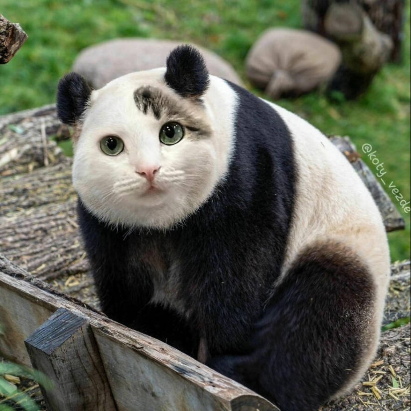 Un artista retoca caras de gato en casi todo con Photoshop y este es el resultado Un artista retoca caras de gato en casi todo con Photoshop y este es el resultado