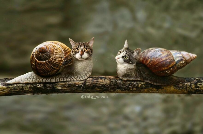 Un artista retoca caras de gato en casi todo con Photoshop y este es el resultado Un artista retoca caras de gato en casi todo con Photoshop y este es el resultado