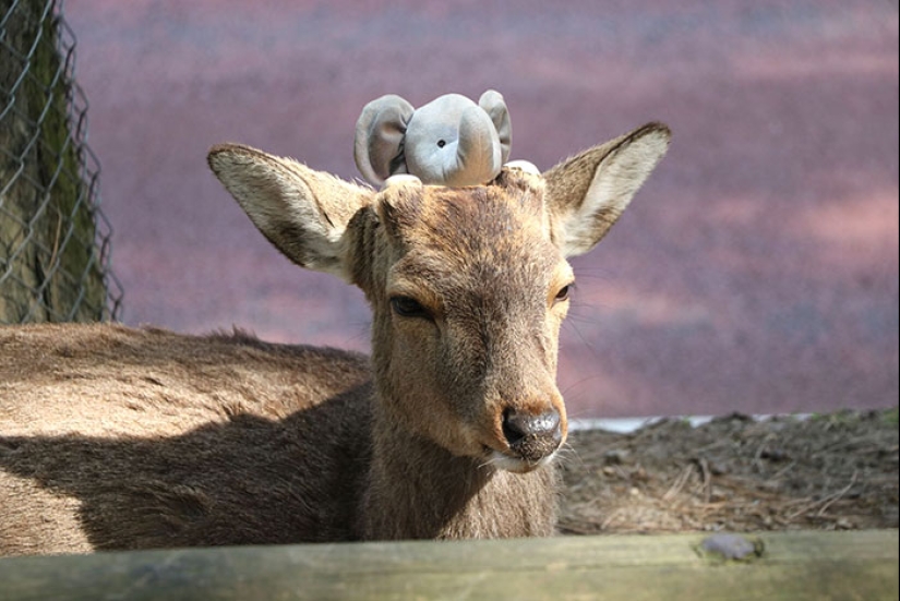 Un elefante de peluche perdido viaja por el mundo Un elefante de peluche perdido viaja por el mundo