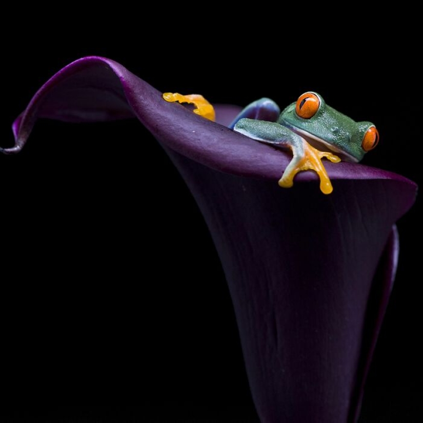 Una década de lo mejor de la naturaleza: 12 fotografías ganadoras de la categoría “Belleza de la naturaleza” de los premios Siena