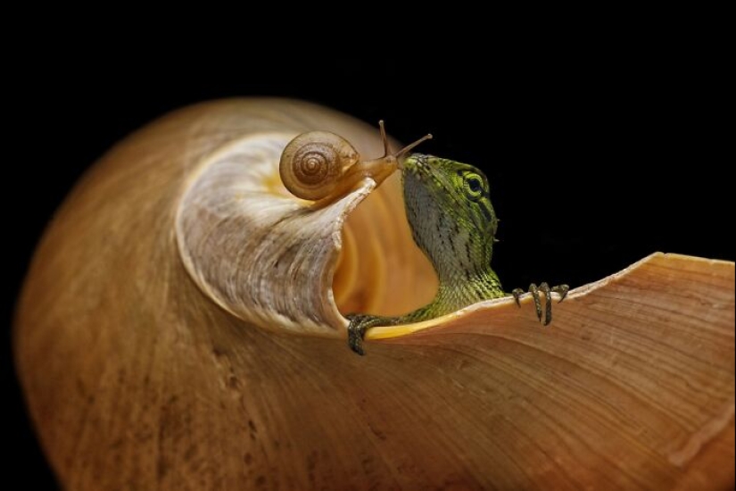 Una década de lo mejor de la naturaleza: 12 fotografías ganadoras de la categoría “Belleza de la naturaleza” de los premios Siena
