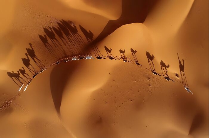 Una década de lo mejor de la naturaleza: 12 fotografías ganadoras de la categoría “Belleza de la naturaleza” de los premios Siena