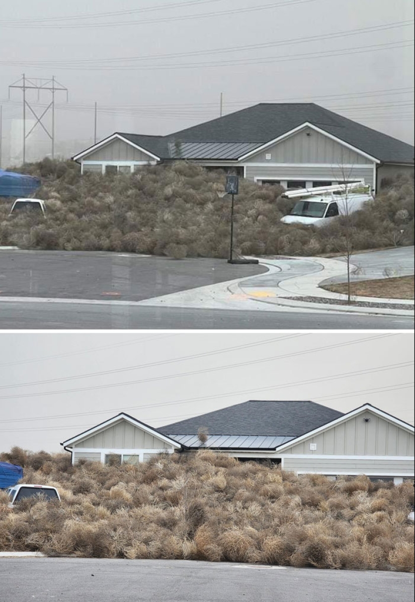 “Una vaca en el tejado”: 10 imágenes salvajes de la Madre Naturaleza haciendo las cosas a su manera “Una vaca en el tejado”: 10 imágenes salvajes de la Madre Naturaleza haciendo las cosas a su manera