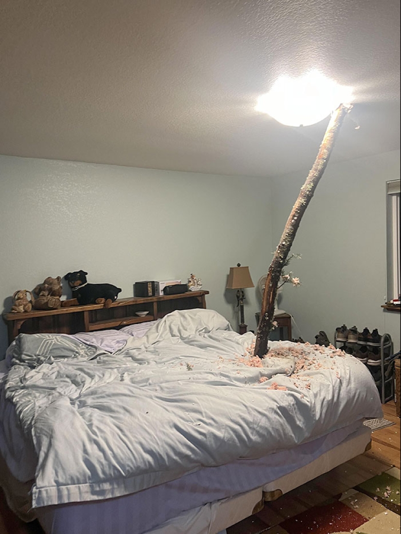 “Una vaca en el tejado”: 10 imágenes salvajes de la Madre Naturaleza haciendo las cosas a su manera “Una vaca en el tejado”: 10 imágenes salvajes de la Madre Naturaleza haciendo las cosas a su manera