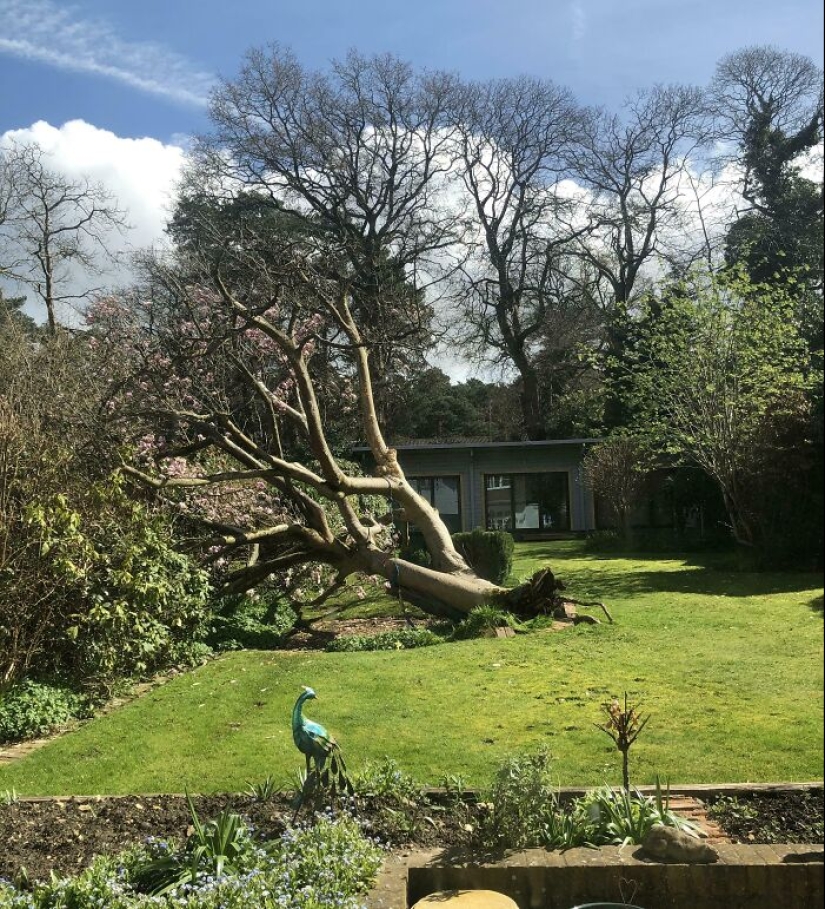 “Una vaca en el tejado”: 10 imágenes salvajes de la Madre Naturaleza haciendo las cosas a su manera “Una vaca en el tejado”: 10 imágenes salvajes de la Madre Naturaleza haciendo las cosas a su manera