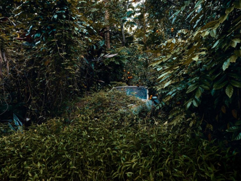 Vehículos abandonados en el Hawaiano de la selva: un proyecto fotográfico de Tomás Strigelsky Vehículos abandonados en el Hawaiano de la selva: un proyecto fotográfico de Tomás Strigelsky