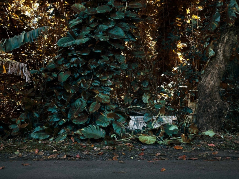 Vehículos abandonados en el Hawaiano de la selva: un proyecto fotográfico de Tomás Strigelsky Vehículos abandonados en el Hawaiano de la selva: un proyecto fotográfico de Tomás Strigelsky