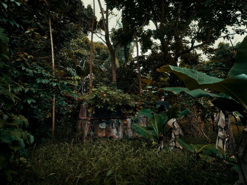 Vehículos abandonados en el Hawaiano de la selva: un proyecto fotográfico de Tomás Strigelsky Vehículos abandonados en el Hawaiano de la selva: un proyecto fotográfico de Tomás Strigelsky