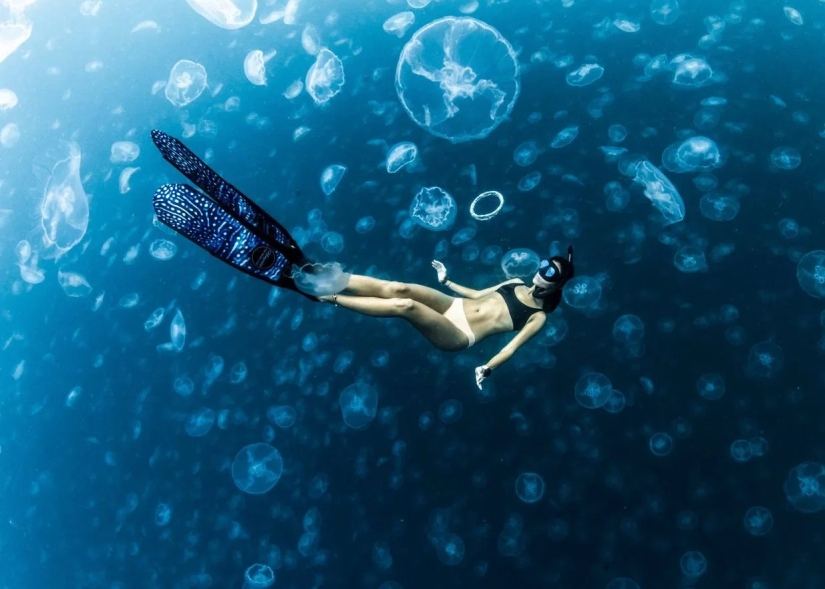 Walking under water: the fearless divers are surrounded by thousands of jellyfish Walking under water: the fearless divers are surrounded by thousands of jellyfish