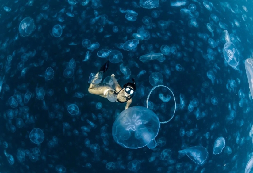 Walking under water: the fearless divers are surrounded by thousands of jellyfish Walking under water: the fearless divers are surrounded by thousands of jellyfish