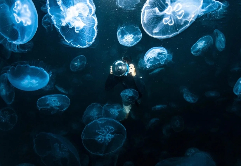 Walking under water: the fearless divers are surrounded by thousands of jellyfish Walking under water: the fearless divers are surrounded by thousands of jellyfish