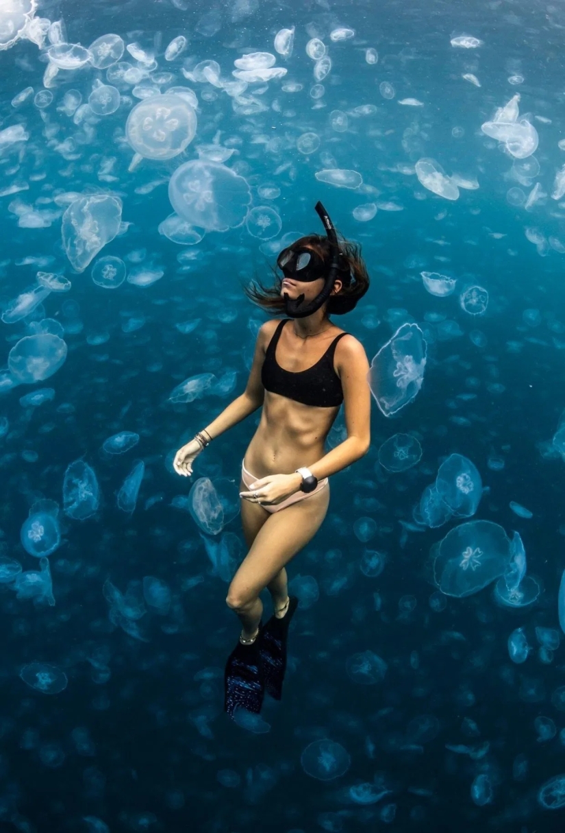 Walking under water: the fearless divers are surrounded by thousands of jellyfish Walking under water: the fearless divers are surrounded by thousands of jellyfish