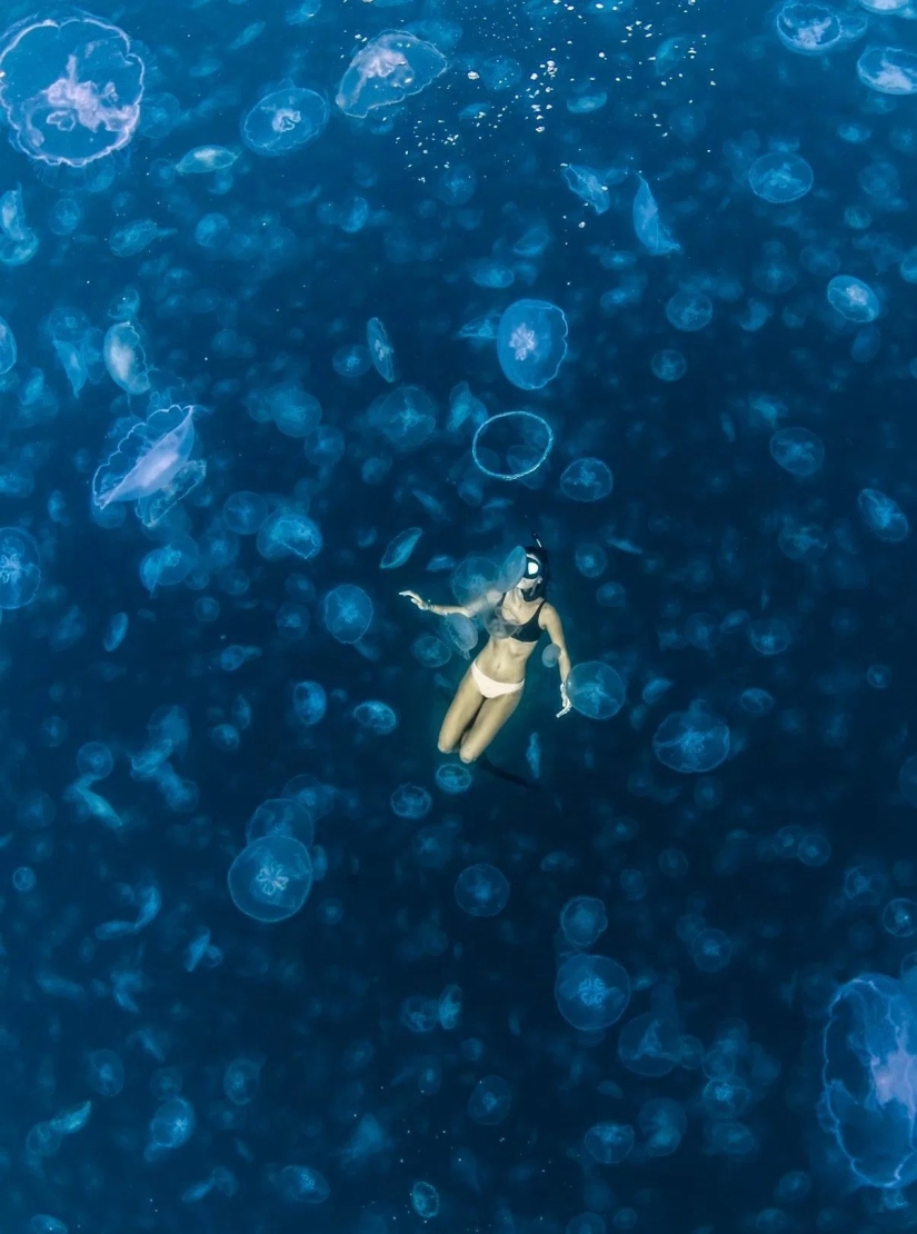 Walking under water: the fearless divers are surrounded by thousands of jellyfish Walking under water: the fearless divers are surrounded by thousands of jellyfish