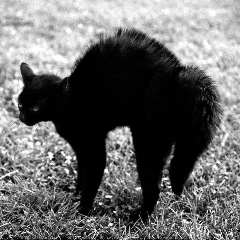 Walter Chandoha es un hombre que ha estado fotografiando gatos durante 70 años