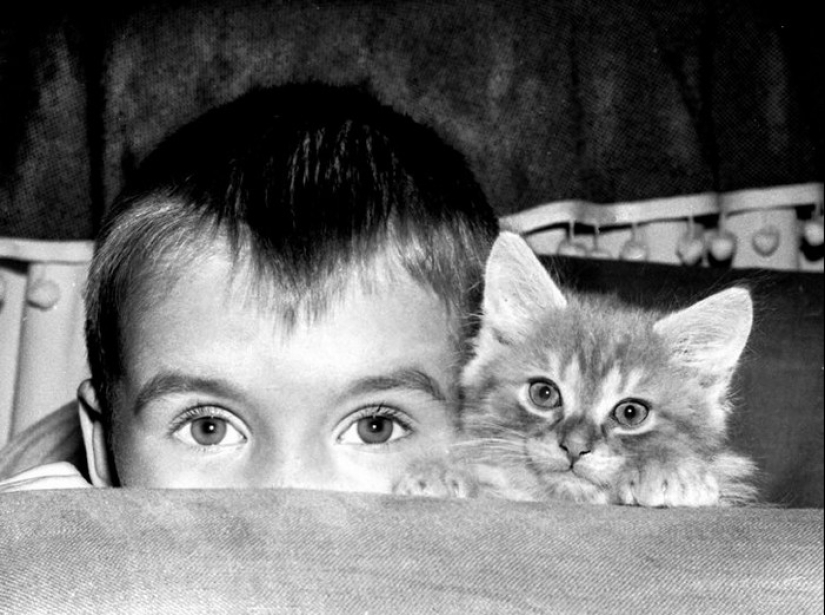 Walter Chandoha es un hombre que ha estado fotografiando gatos durante 70 años